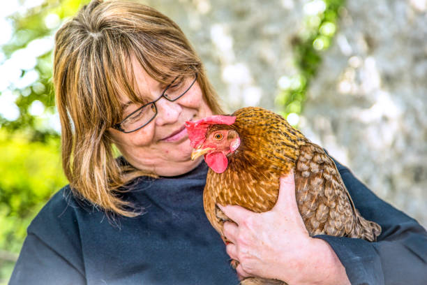 istock Senior woman holding chicken 860593930