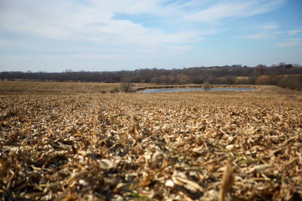 Tranquil scene of dry cornfield after harvest stock photo