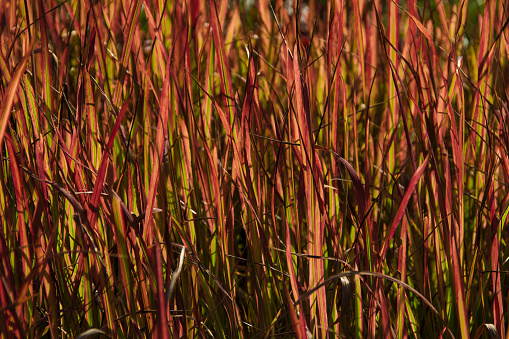 Rust colored reeds in early October evening sunlight.