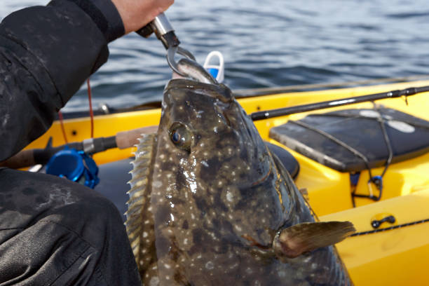 istock Fisherman landing a large saltwater fish 860599372