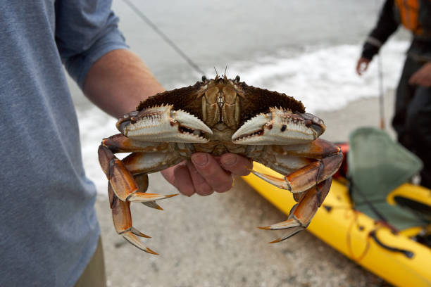 istock Living crab with kayak in background 860601766