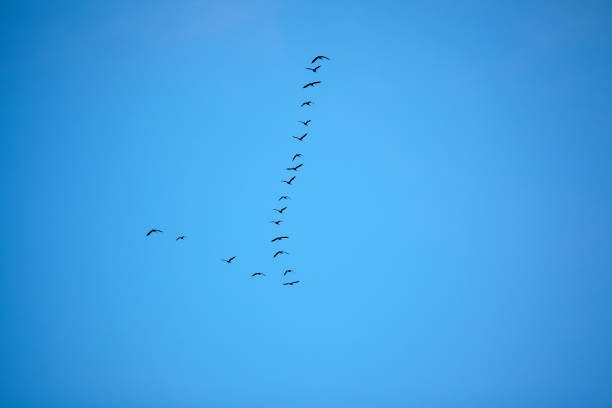 istock Flying geese in v formation against blue sky 860602224