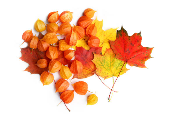 istock Physalis or Chinese Lantern Plants and maple leaves isolated on white background. 860602266