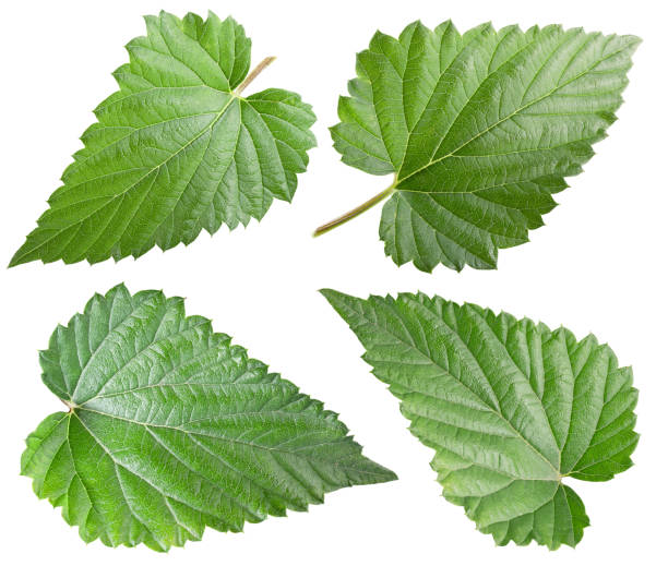istock green hops leaves isolated on a white background 860605044