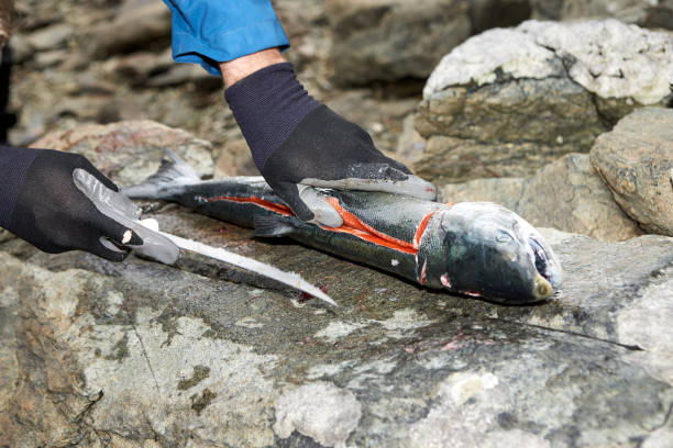 istock Person cutting fresh fish with knife 860605306