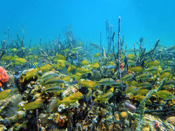 istock Grunt fish in the coral 860608724