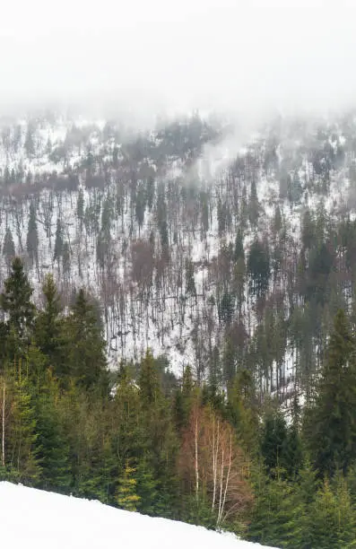 Fir-trees on the snow-covered mountains, Carpathians, Ukraine