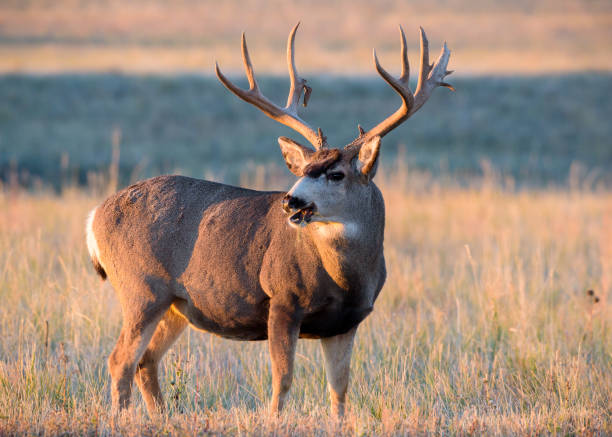 istock Mule Deer Buck Greeting the Rising Sun 860610224