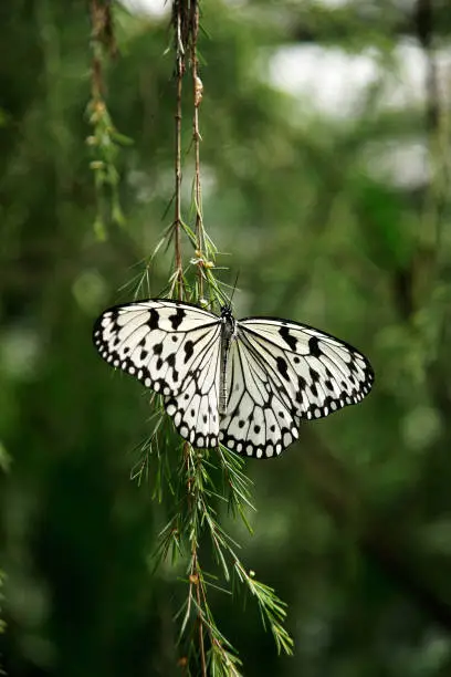 Black white colored butterfly sitting on a green branch spreading its wings.