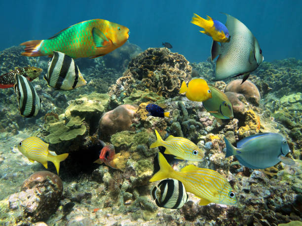 istock Healthy coral reef with colorful fish 860611364