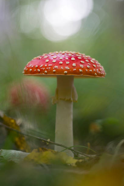 istock Red fly agaric mushroom or toadstool in the grass.  Latin name is Amanita muscaria 860611432