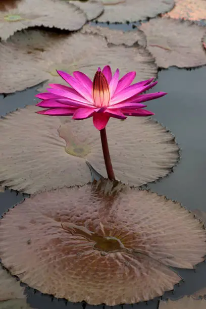 lotus flower with purple pink yellow colorful leaves blooming and growing out of the water in a pond.