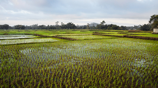 Vista de la agricultura de campos de arroz verde. photo