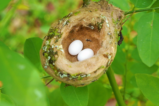 hummingbird nest with egg, Costa Rica