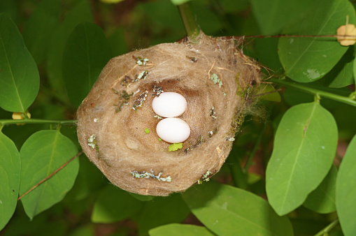 Hummingbird nest with two eggs viewed from above, Costa Rica, Central America