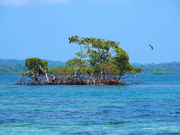 istock Islet of mangrove trees with seabirds 860620758