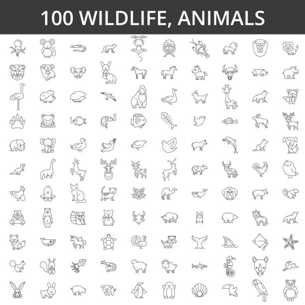 Wildlife african, sea, domestic, forest, zoo animals, cat, dog, wolf, fox, tiger, fish, bear, horse, dino, rhino, monkey line icons, signs. Illustration vector concept. Editable strokes Wildlife african, sea, domestic, forest, zoo animals, cat, dog, wolf, fox, tiger, fish bear horse dino rhino monkey line icons signs Illustration vector concept Editable strokes marsupial stock illustrations