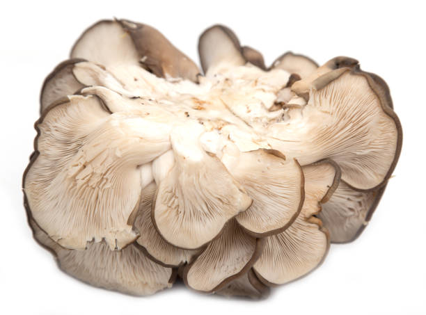 istock Oyster mushrooms on a white background 860623974