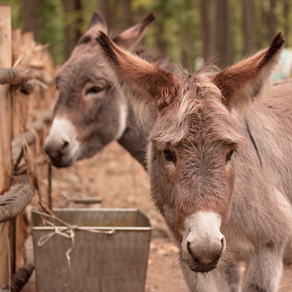 cute donkeys with fluffy ears bright and beautiful on a blurry background of trees