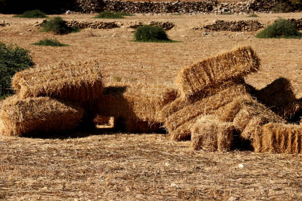 istock Stacked Straw Hay Bails on the field 860624538