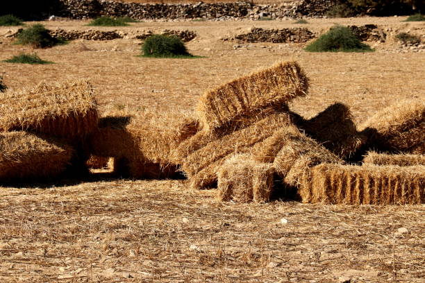 istock Stacked Straw Hay Bails on the field 860624546