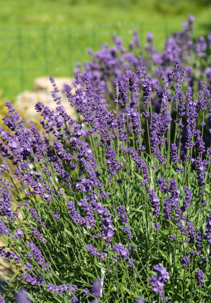 istock Garden with the flourishing lavender 860627852