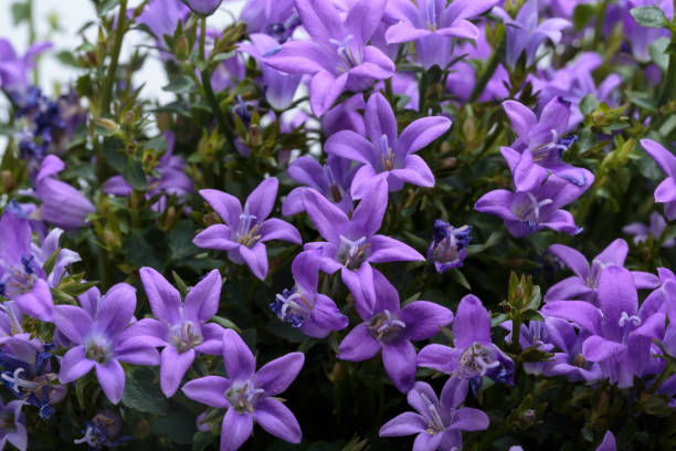 istock Dalmatian bellflower 860628274