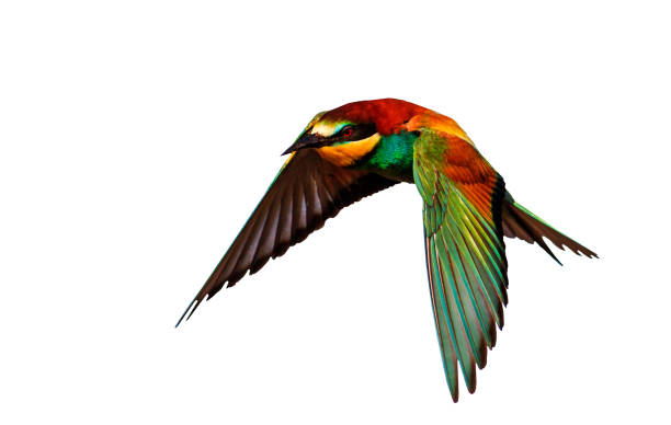 istock exotic bird flying isolated on white background 860628508