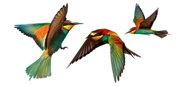istock set of color birds in flight isolated on a white background 860628612