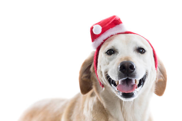 Cute little beagle dog, being sad for spending Christmas holidays alone