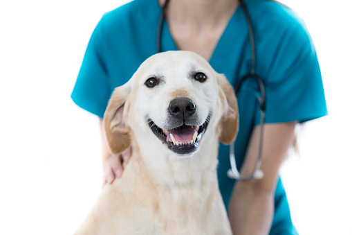 Happy large dog visits unrecognizable female veterinarian. The vet is shown from her shoulders down. The dog is looking at the camera.