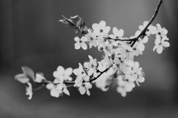 istock branch with white flowers 860635054