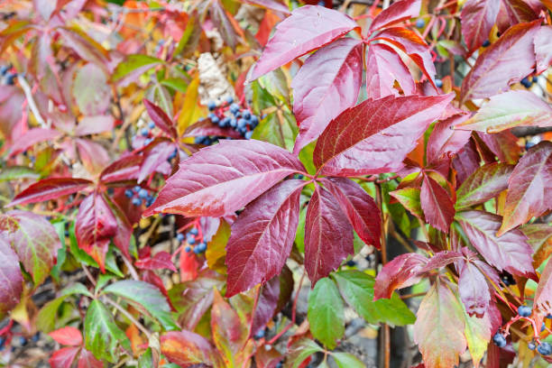 istock Colorful autumn leaves 860635266