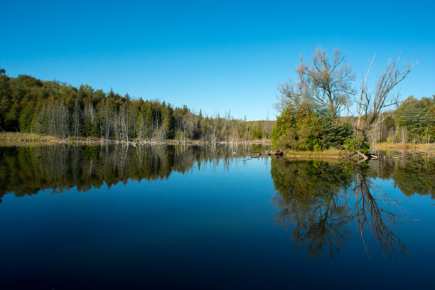 istock Quiet Back-country lake under blue sky 860635866
