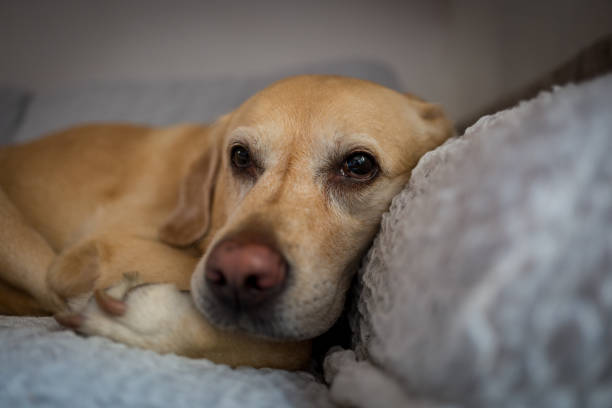istock Labrador dog in Milan 860636122
