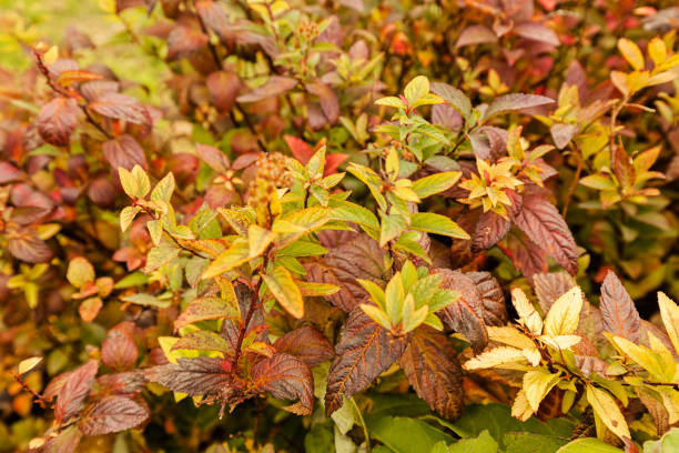 istock Colorful autumn leaves 860638394
