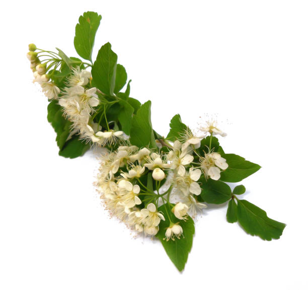 istock White bird cherry branch isolated flower, photo manipulation 860638828