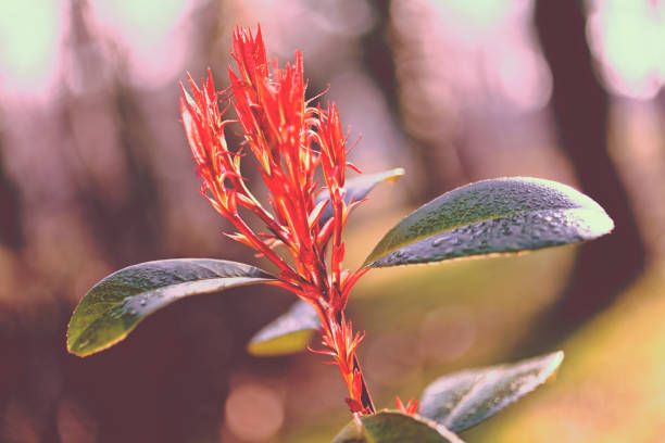 istock red plant with green leaves 860638882