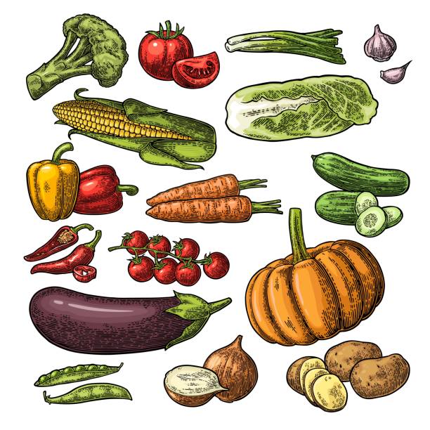 ilustraciones, imágenes clip art, dibujos animados e iconos de stock de set de verduras. pepinos, ajo, maíz, pimiento, brócoli, patata y tomate. - raw potato isolated vegetable white background