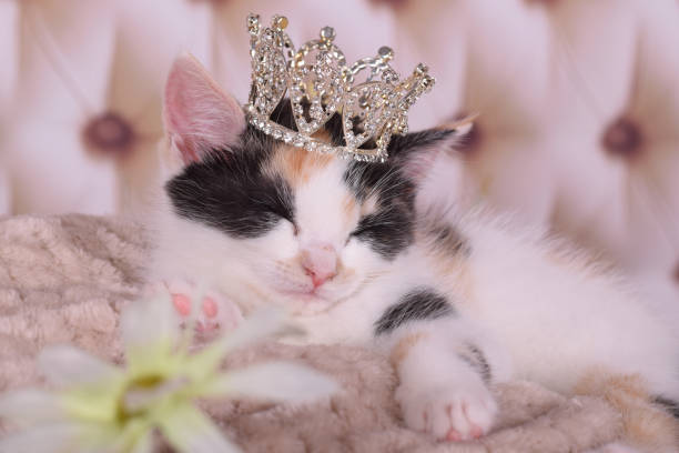 istock Kitten smiles wearing crown 860639854