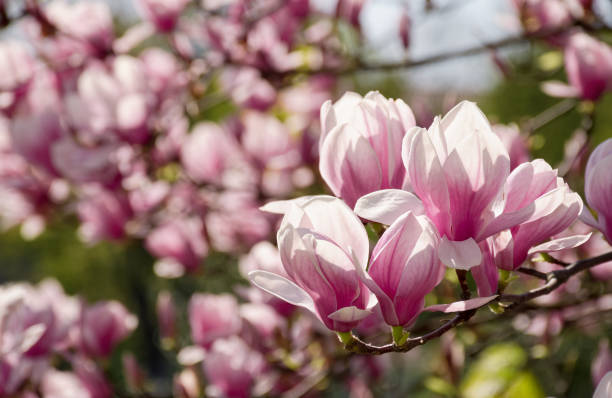 istock Magnolia flower blossom in spring 860646238