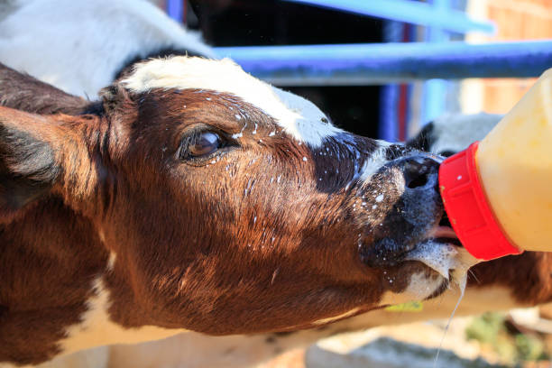 istock Feeding calf with bottle of milk 860650586