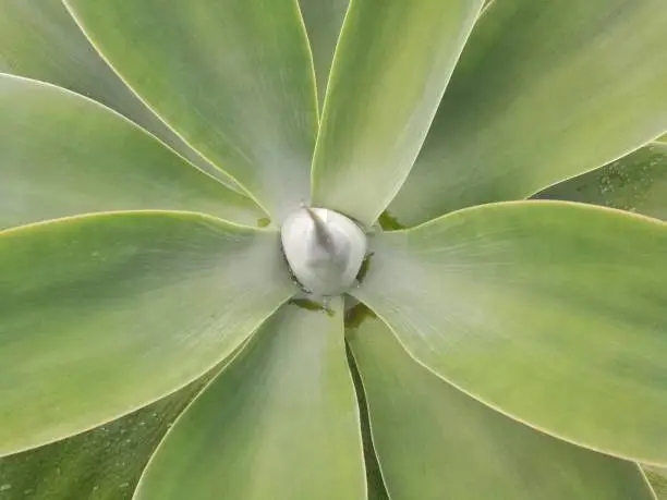 Plant detail