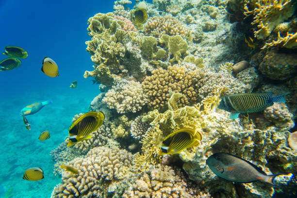 istock coral reef of the red sea 860651228
