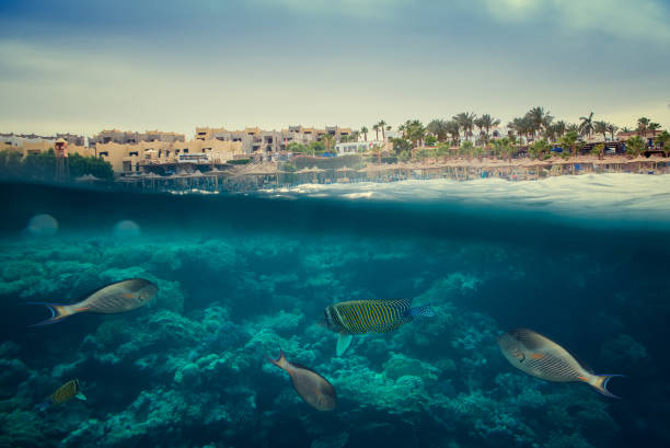 istock coral reef of the red sea 860651244