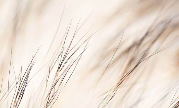 istock background made of natural fur 860653708