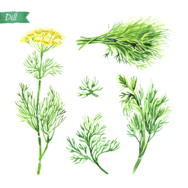 istock Dill plant, twigs and bunch watercolor illustration 860653992