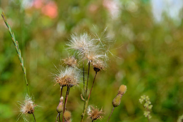 istock The pinnate Thistle in the meadow 860654288