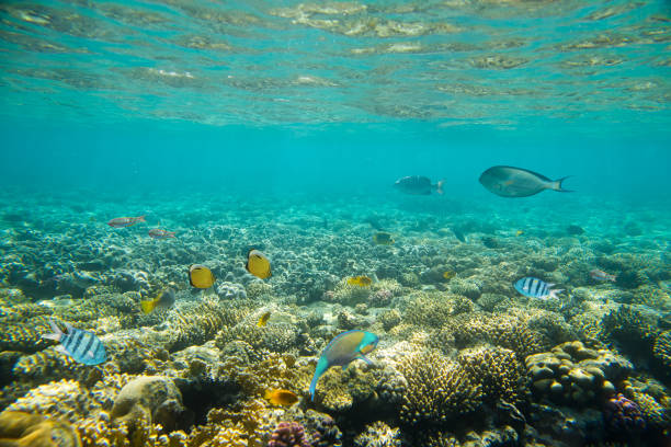 istock coral reef of the red sea 860658468