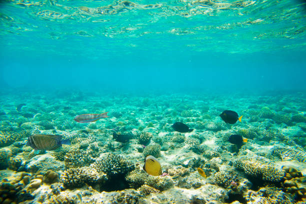 istock coral reef of the red sea 860658504